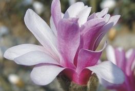 Magnolia liliiflora 'Nigra' (M. x soulangeana 'Nigra') - lilijsko cvetna magnolija