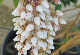 Pieris japonica (= Andromeda japonica) - japonski pieris