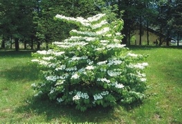 Viburnum plicatum 'Mariesii' - brogovita