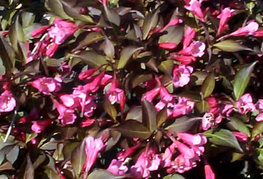 Weigela florida 'Purpurea' - rdečelistna vejgelija