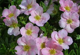 Potentilla fruticosa 'Lovely Pink®' (= P. fruticosa 'Pink Beauty) - grmasti petoprstnik