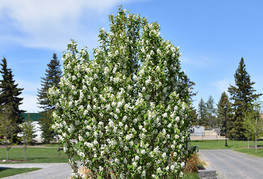 Amelanchier alnifolia 'Obelisk' - šmarna hrušica