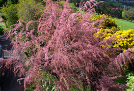 Tamarix ramosissima 'Pink Cascade' - tamariska