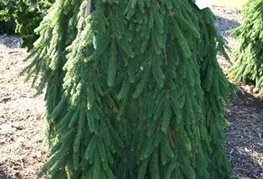 Picea abies 'Inversa' - povešava smreka