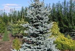 Picea pungens 'Glauca' - srebrna smreka