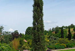 Pinus nigra 'Fastigiata' - črni stebrasti bor
