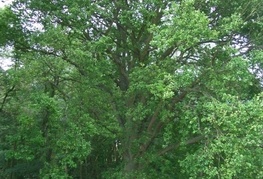 Quercus robur - dob