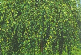 Betula pendula 'Youngii' - povešava breza