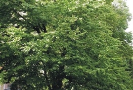 Cercidiphyllum japonicum - katsura (cercidifil)