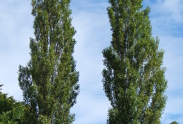 Populus nigra 'Italica' - topol