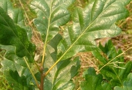 Quercus petraea - graden (= Q. sessiliflora)