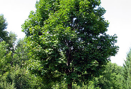 Acer platanoides - ostrolistni javor