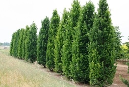 Quercus robur 'Fastigiata' - stebrasti dob