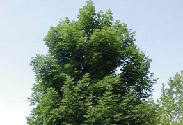 Acer platanoides 'Emerald Queen' - ostrolistni javor