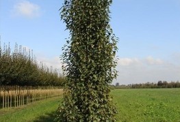 Betula pendula 'Fastigiata' - stebrasta breza