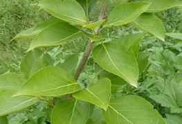 Populus balsamifera - balzamični topol