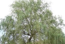 Salix babylonica - vrba žalujka