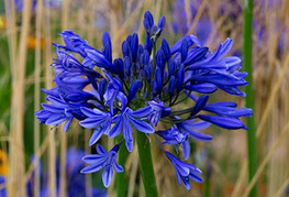 Agapanthus 'Navy Blue' (= A. 'Midnight Star') - afriška lilija