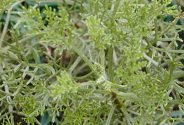 Artemisia abrotanum var. camphorata - abrašica, abraščica