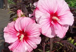 Hibiscus moscheutos 'Carousel® Pink Candy' (= H. moscheutos 'Tahi12') - močvirski hibiskus