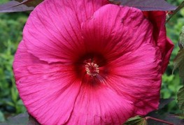 Hibiscus moscheutos Planet® Griotte 'Tangri' - močvirski hibiskus