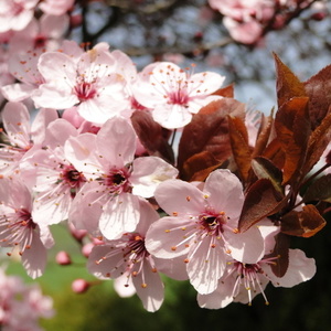 Odprti cvetovi Prunus cer. 'Nigra'