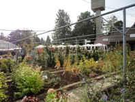 V drevesnici vzgajamo in prodajamo: - prodajni center, vrtni center