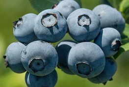 Vaccinium corymbosum 'Bluegold' - ameriška borovnica