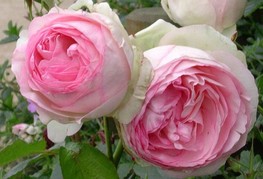 Rosa 'Eden Rose' (= R. 'Pierre de Ronsard') - vrtnica