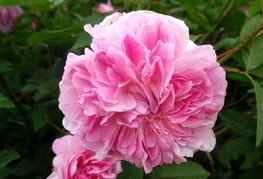 Rosa x damascena 'Blush Damask' (= R. 'Blush Gallicia') - damaščanska vrtnica