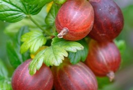 Ribes uva-crispa 'Spinefree' - rdeča kosmulja