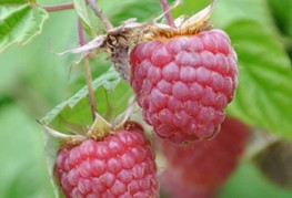 Rubus idaeus 'Rossana' - malina