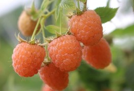 Rubus idaeus 'Valentina' - oranžna malina