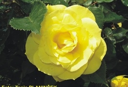 Rosa 'Friesia' - vrtnica