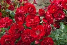 Rosa 'Fairy Dance' (= R. 'Red The Fairy') - vrtnica