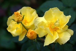 Rosa Kolorscape® 'Lemon Fizz™' (= R. 'KORfizlem') - vrtnica