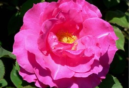 Rosa 'Neon®' - vrtnica