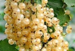 Ribes rubrum 'White Pearl' - beli ribez