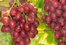 Vitis labrusca x vinifera 'Einset Seedless' - vinska trta (brez semen)