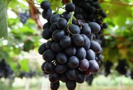 Vitis vinifera 'Nero' - vinska trta