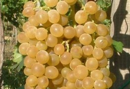 Vitis vinifera 'Poloskei Muskataly' (= V. vinifera 'Pölöskei Muskat') - vinska trta