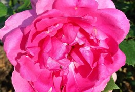 Rosa 'Coral Dawn' - vrtnica