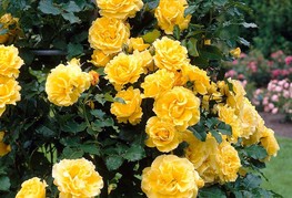 Rosa 'Golden Showers' - vrtnica