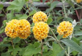 Buddleja x weyeriana 'Sungold' - metuljnik