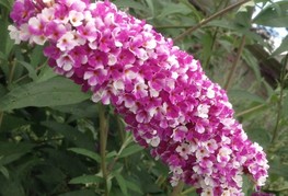 Buddleja davidii 'Berries and Cream®' (= B. davidii 'Pmoore14') - davidova budleja, metuljnik