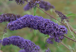 Buddleja davidii 'Nanho Blue' (= B. davidii 'Mongo', B. davidii 'Nanho Petite Indigo') - Davidova budleja, metuljnik