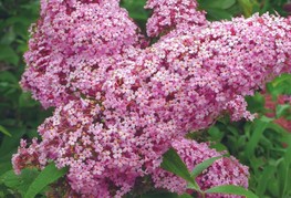 Buddleja davidii 'Pink Delight' (= B. x pikei 'Pink Delight') - Davidova budleja, metuljnik