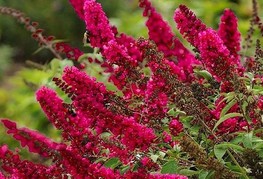 Buddleja davidii 'Royal Red' (= B. davidii 'Pixie Red', B. davidii 'Red Admiral') - Davidova budleja, metuljnik