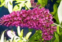 Buddleja davidii 'Summer Beauty' - Davidova budleja, metuljnik