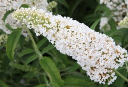 Buddleja davidii 'White Profusion' - Davidova buddleja, metuljnik